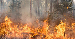 Incendi uccelli piromani?